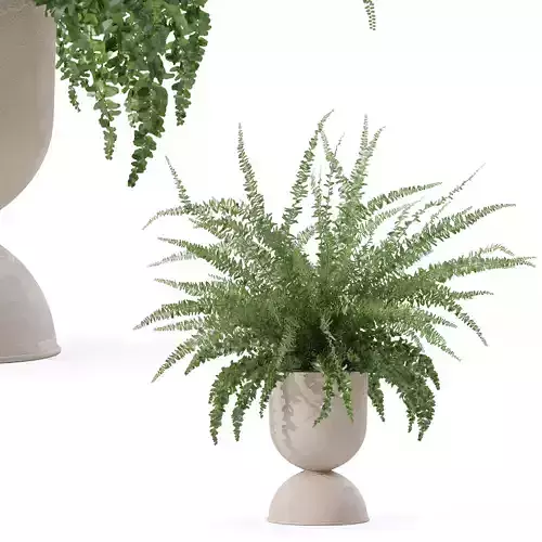 Fern in modern flower pot