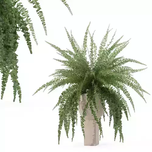 Fern in modern flower pot