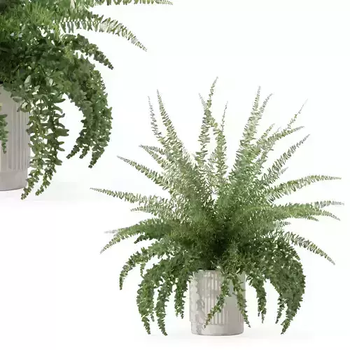 Fern in modern flower pot
