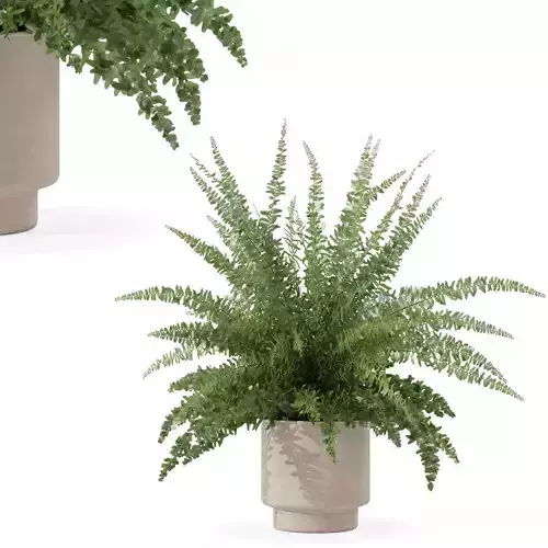 Fern in modern flower pot