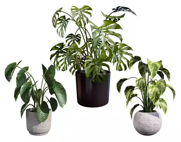 Trio of Tropical pot plants 3d model Low-poly 3D model