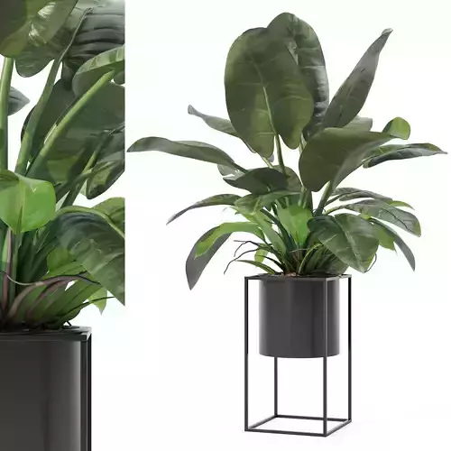 Philodendron imperial green in modern flowerpot