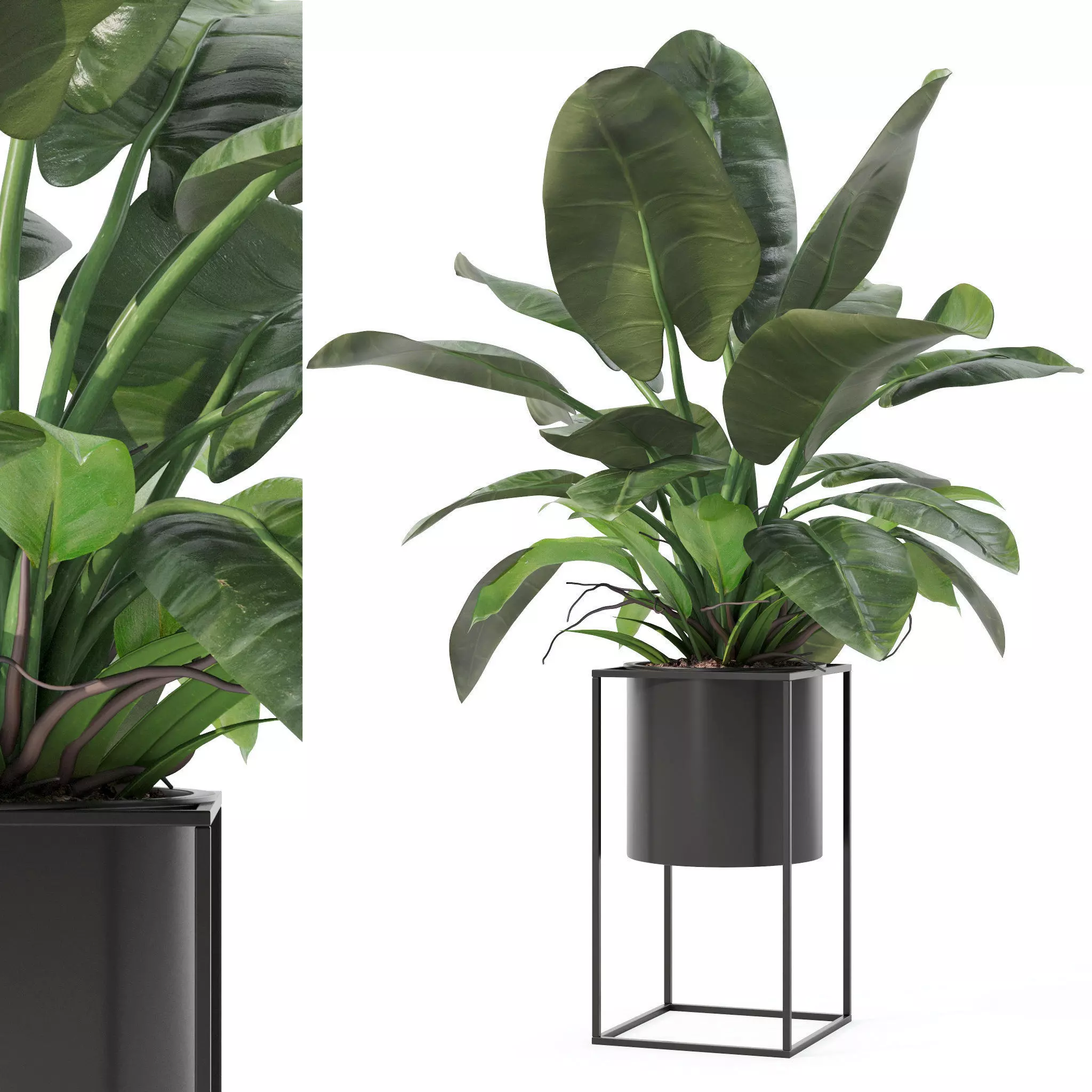 Philodendron imperial green in modern flowerpot 3D model