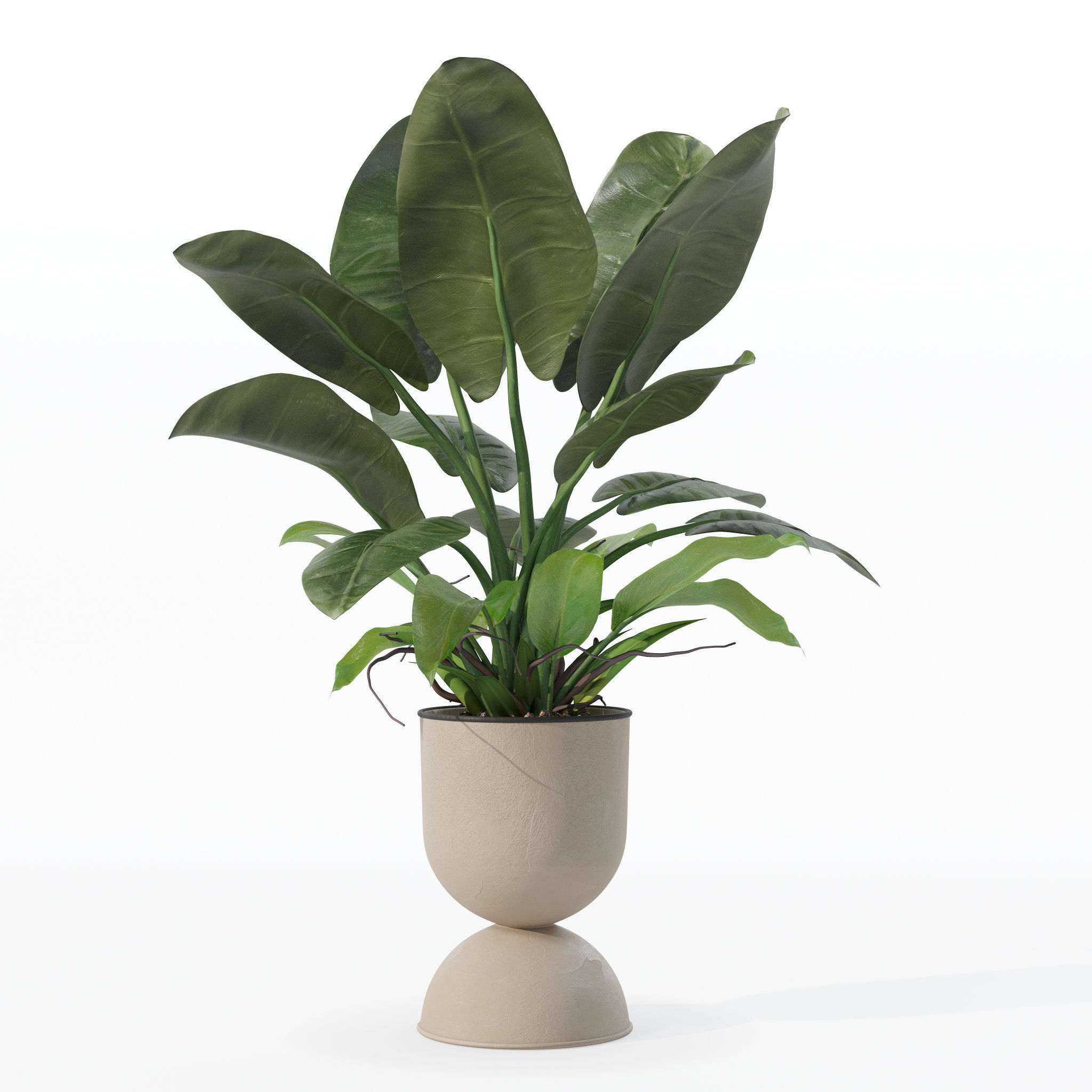 Philodendron imperial green in modern flowerpot 3D model_32