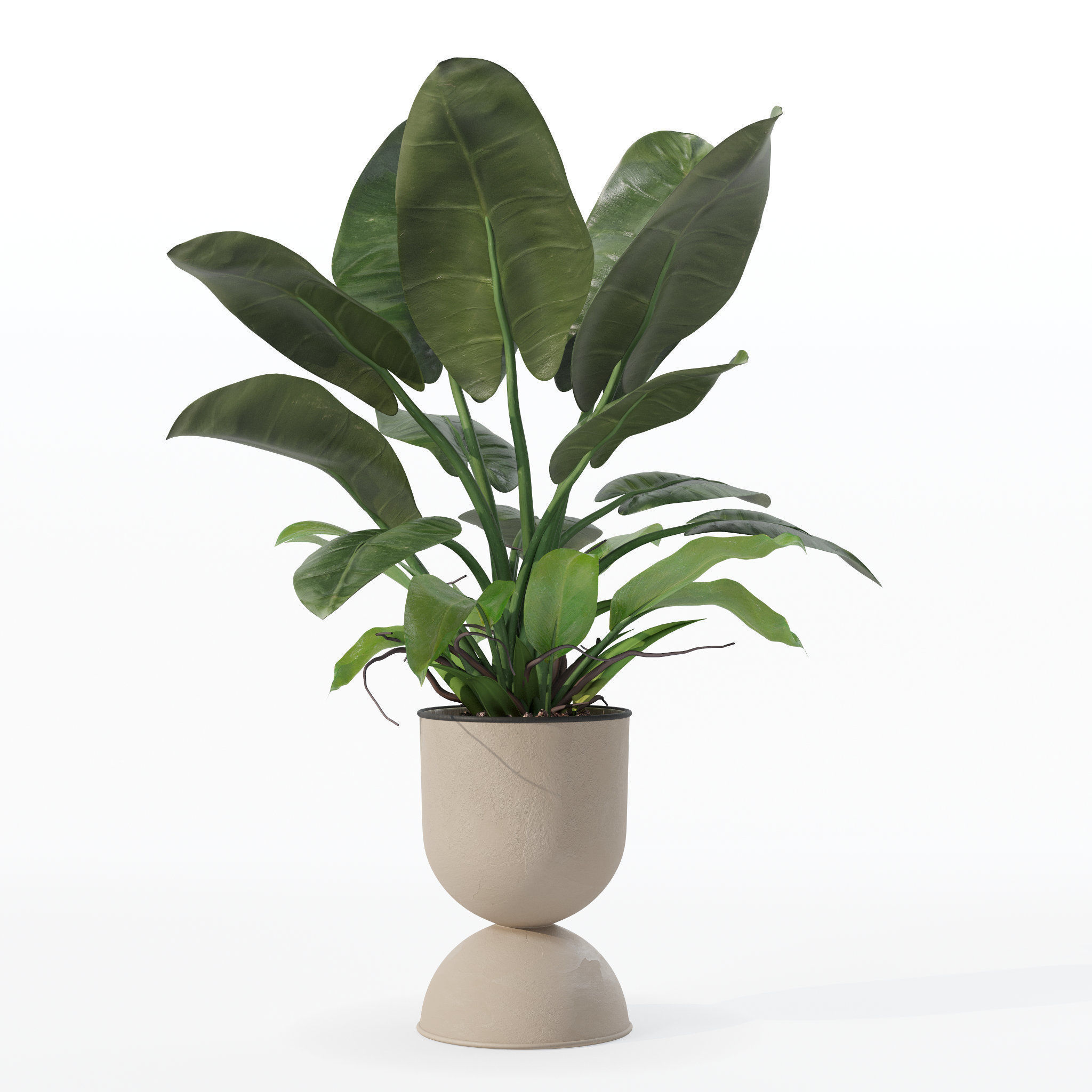 Philodendron imperial green in modern flowerpot 3D model_33