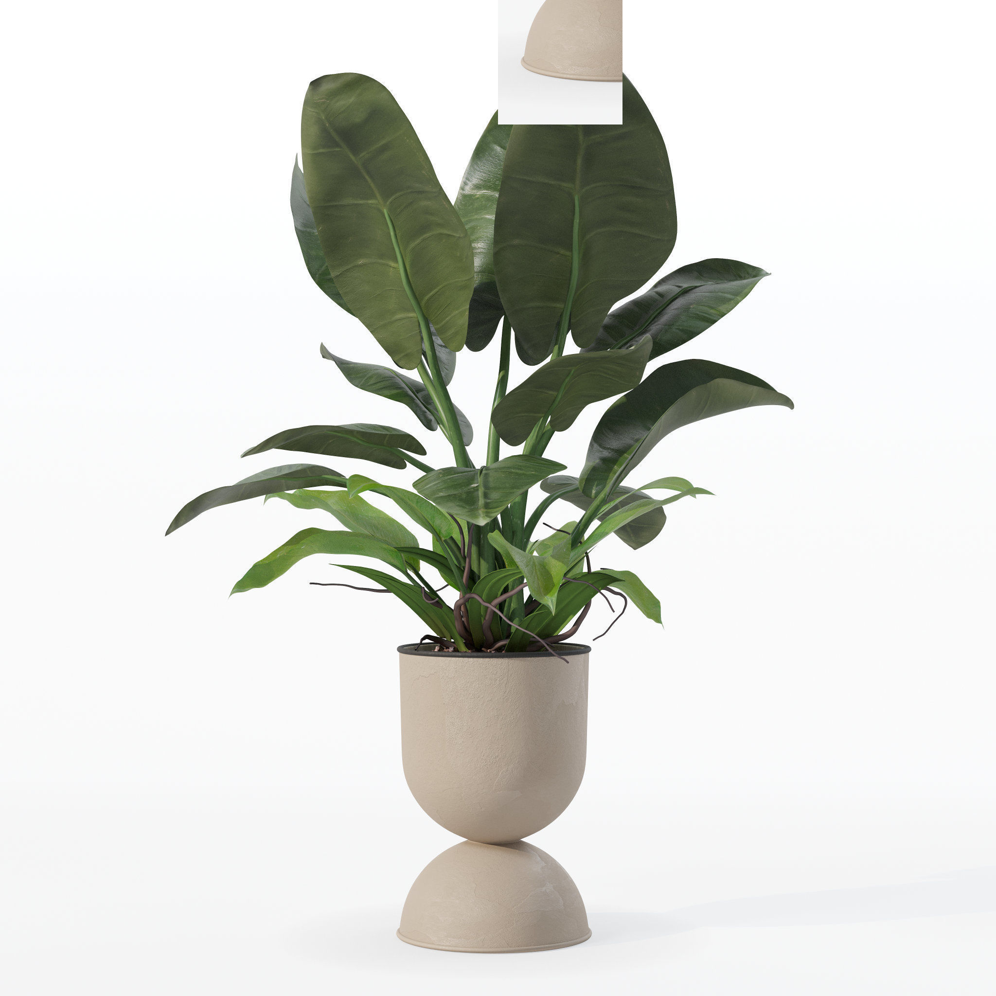 Philodendron imperial green in modern flowerpot 3D model_21