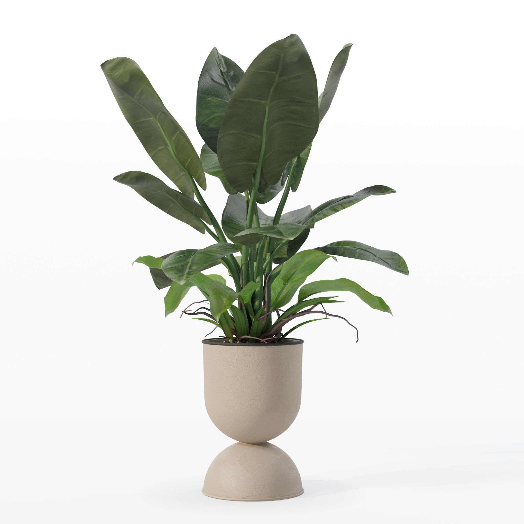 Philodendron imperial green in modern flowerpot 3D model_18