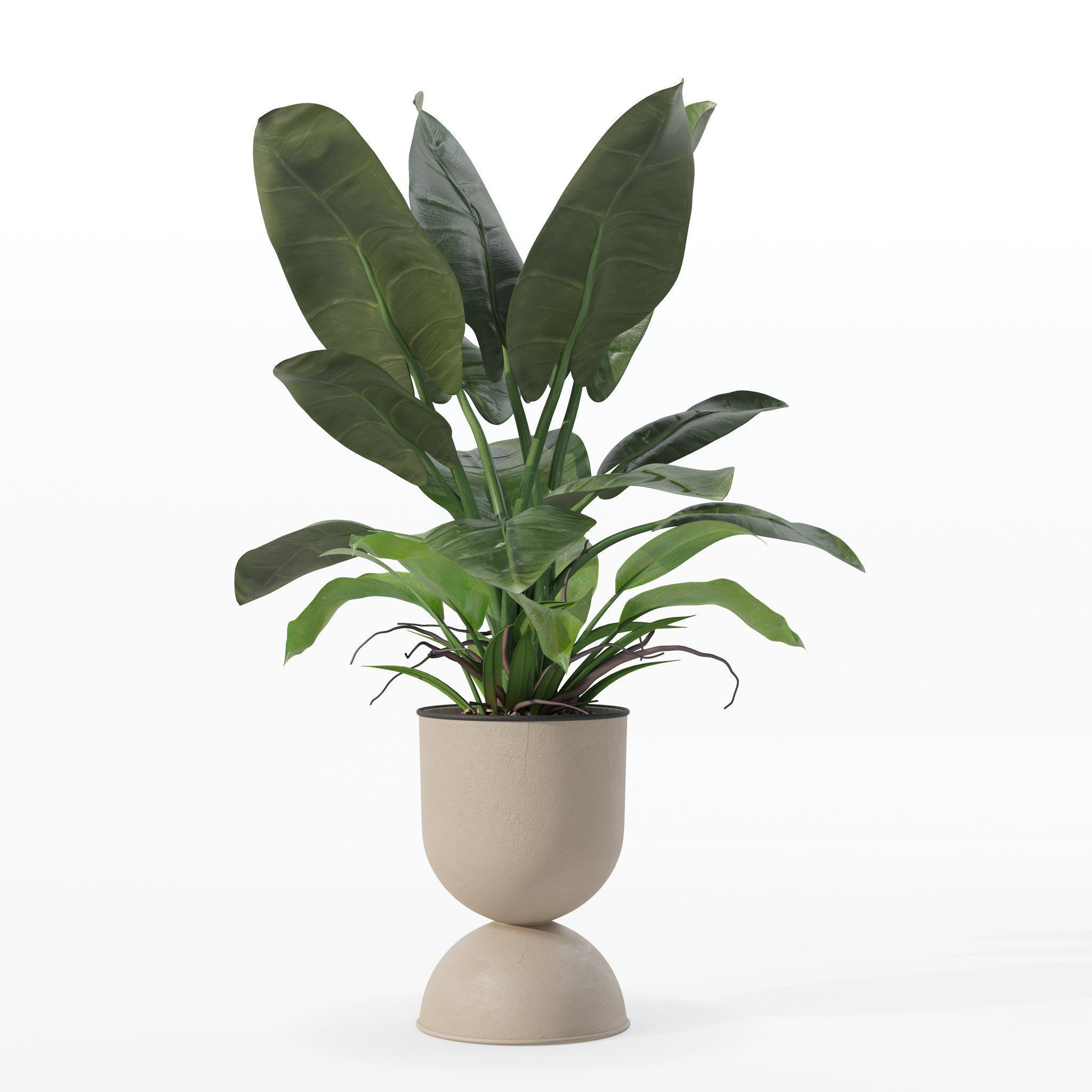 Philodendron imperial green in modern flowerpot 3D model_17