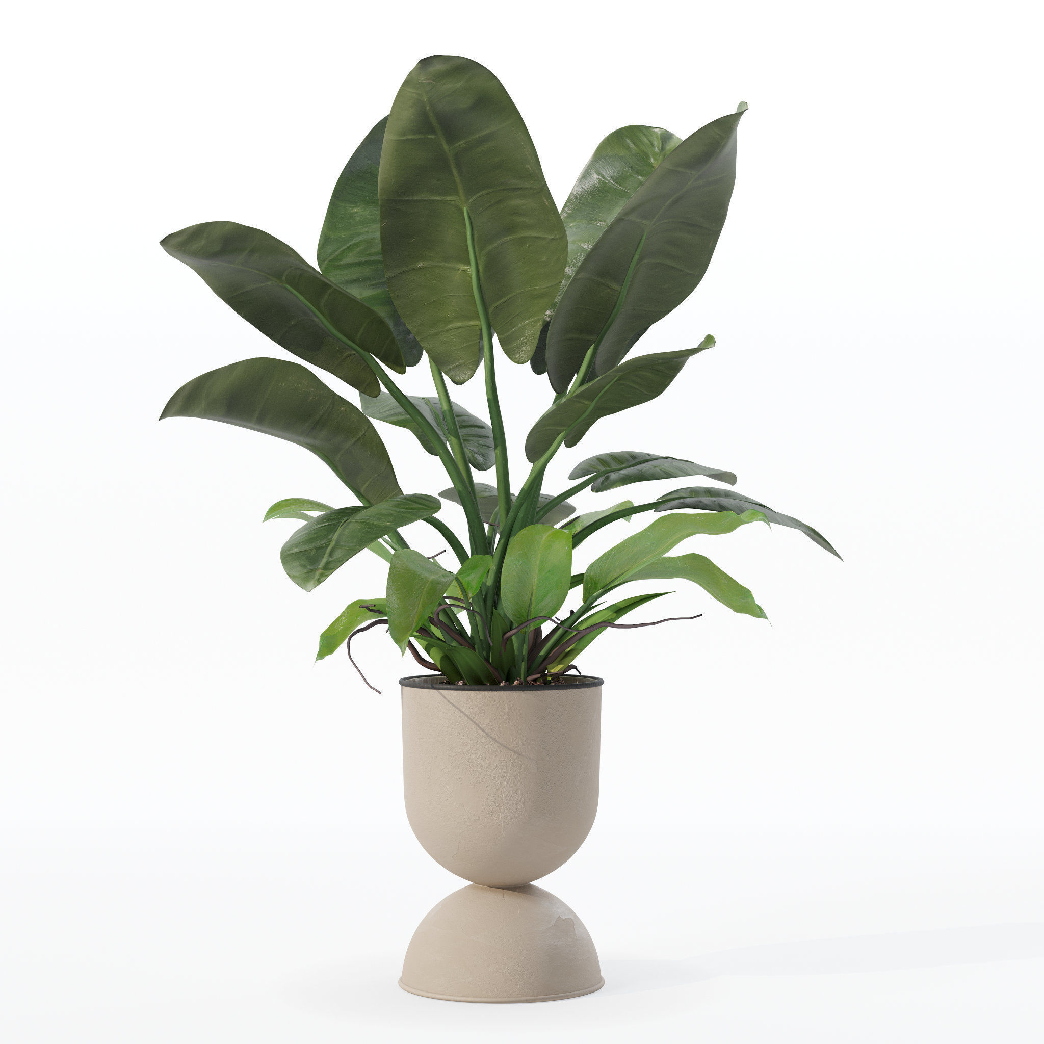 Philodendron imperial green in modern flowerpot 3D model_9