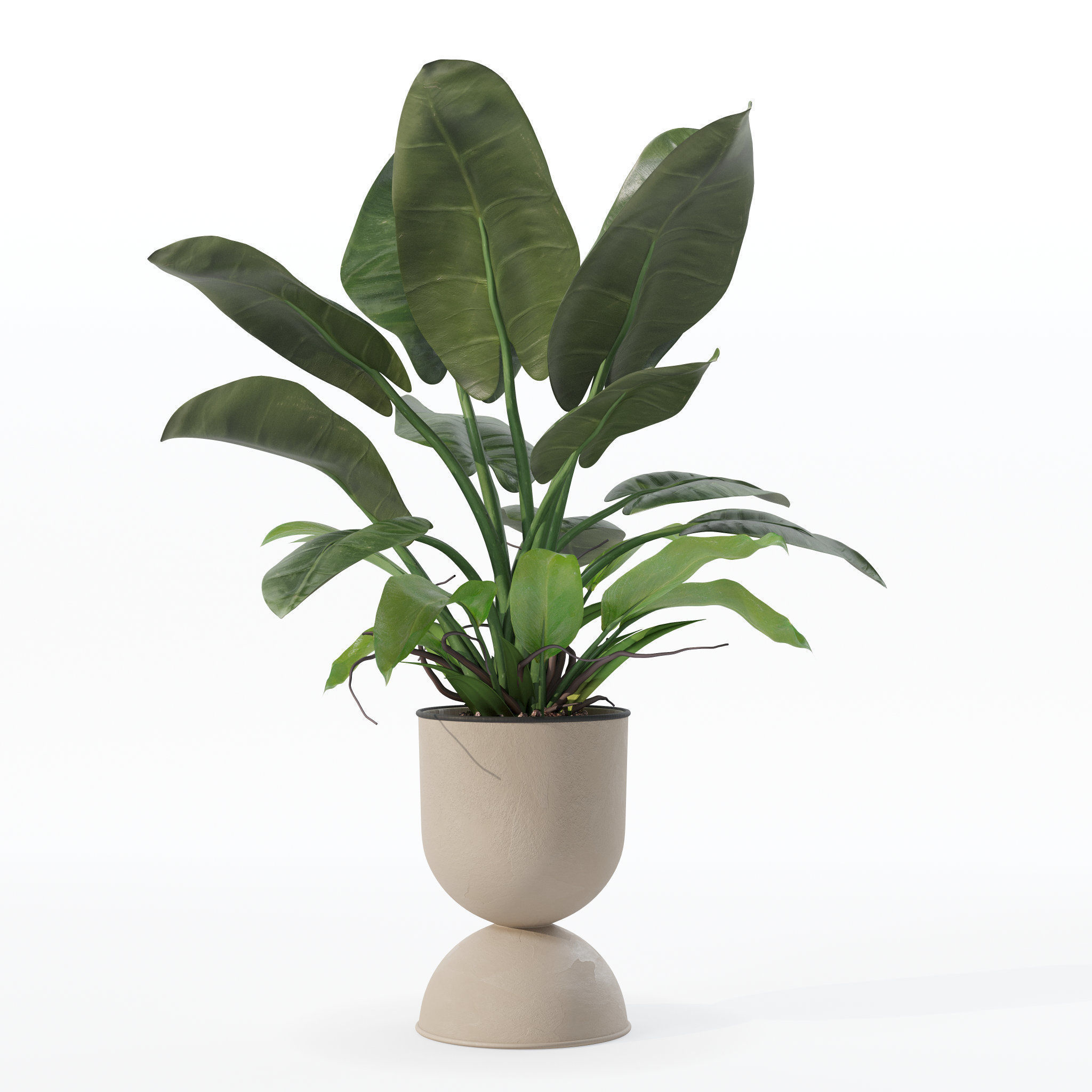 Philodendron imperial green in modern flowerpot 3D model_11
