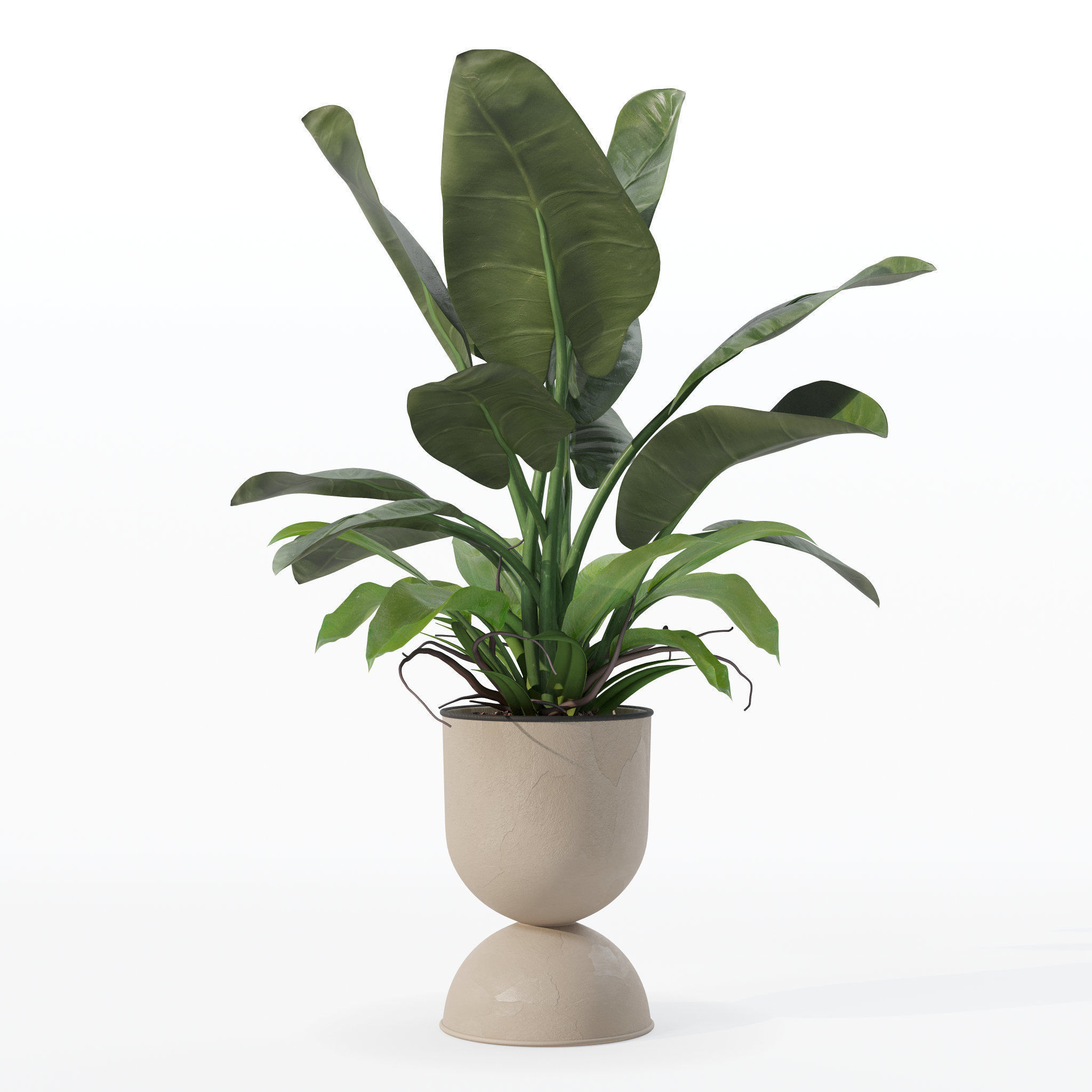 Philodendron imperial green in modern flowerpot 3D model_23