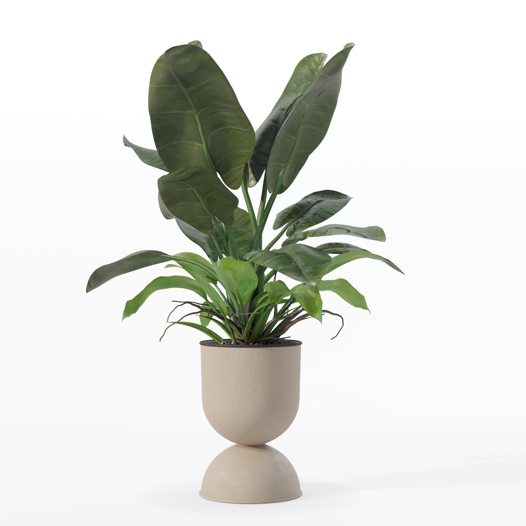 Philodendron imperial green in modern flowerpot 3D model_16