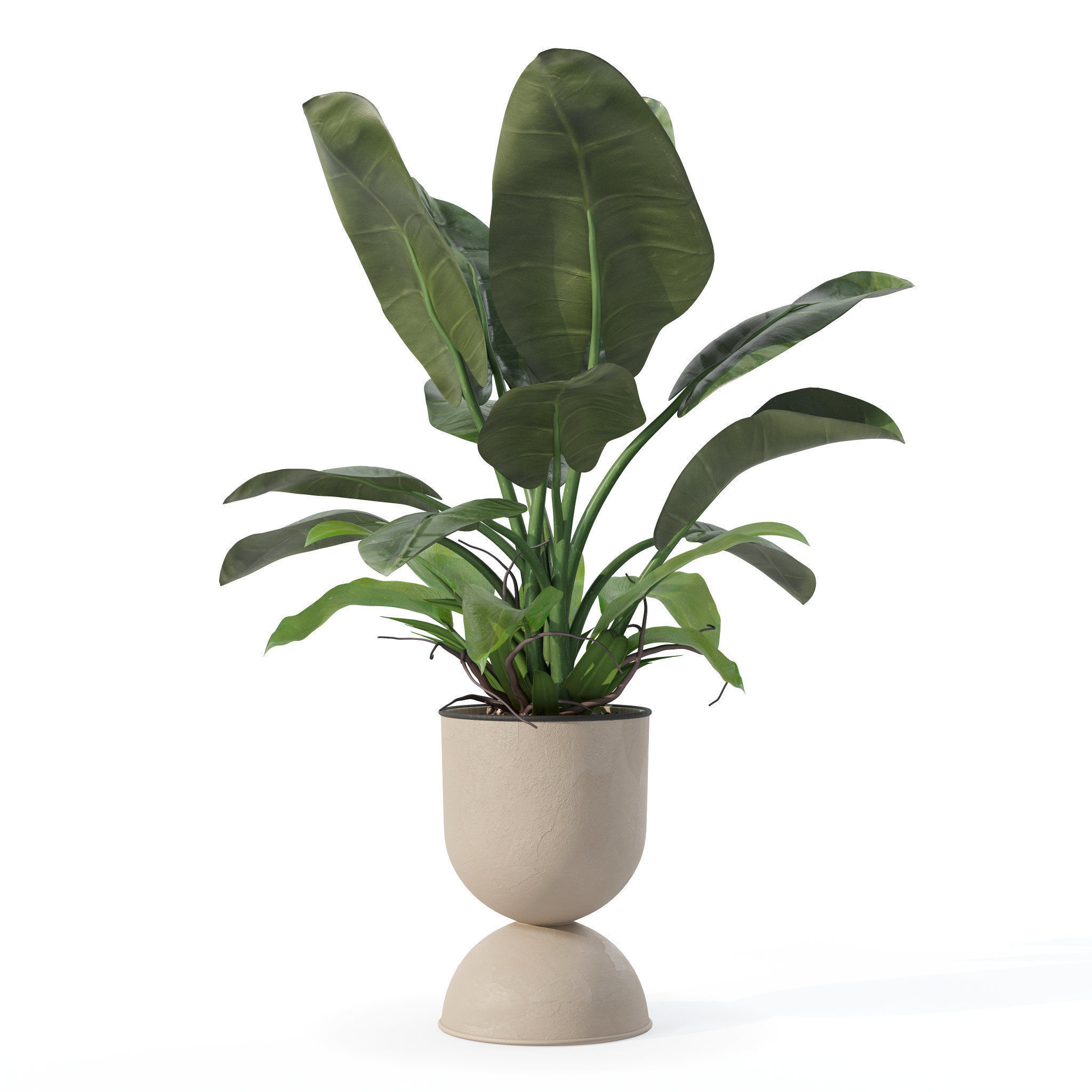 Philodendron imperial green in modern flowerpot 3D model_2