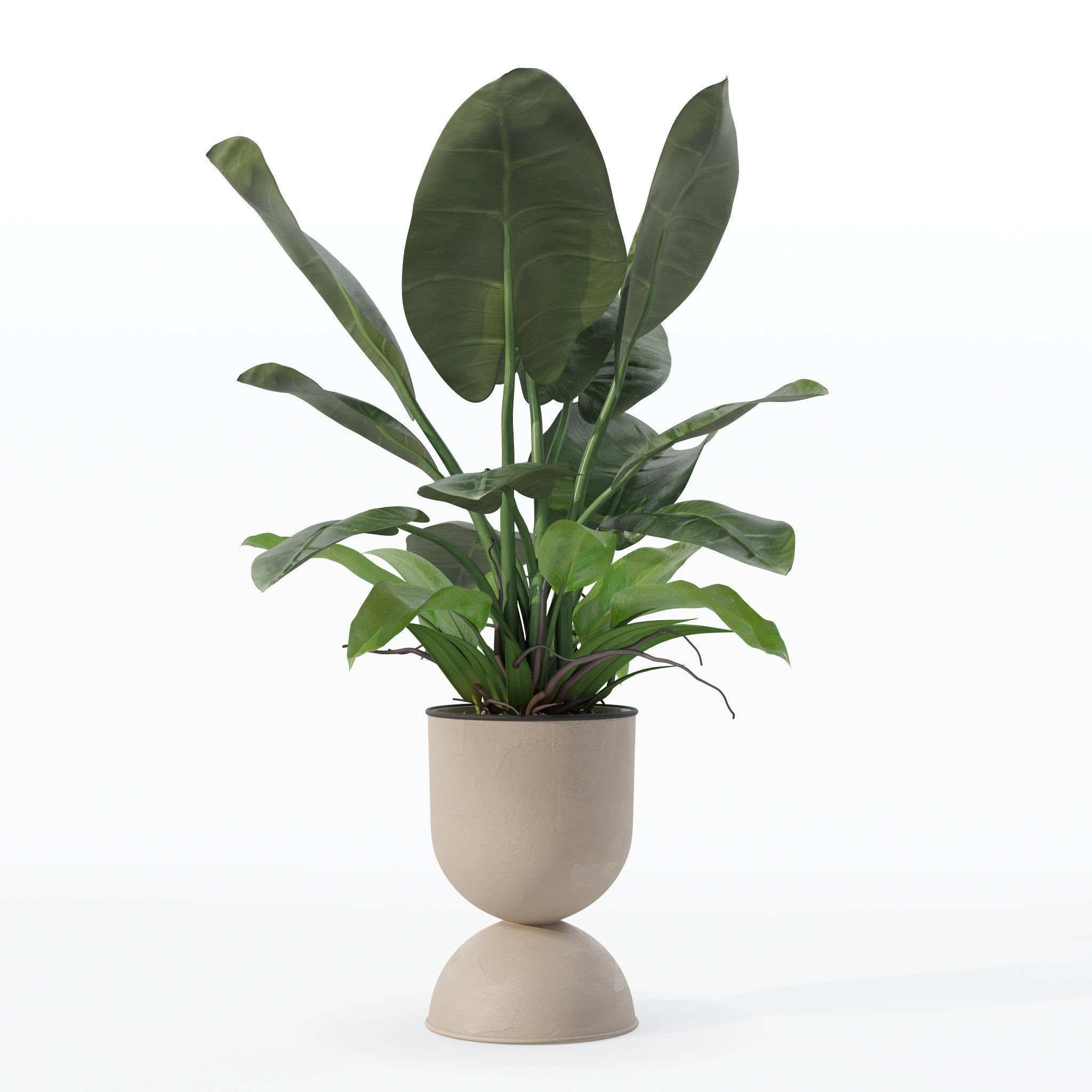Philodendron imperial green in modern flowerpot 3D model_19