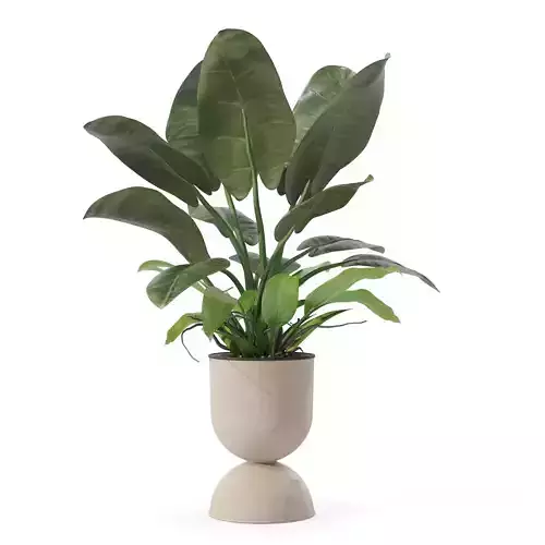 Philodendron imperial green in modern flowerpot