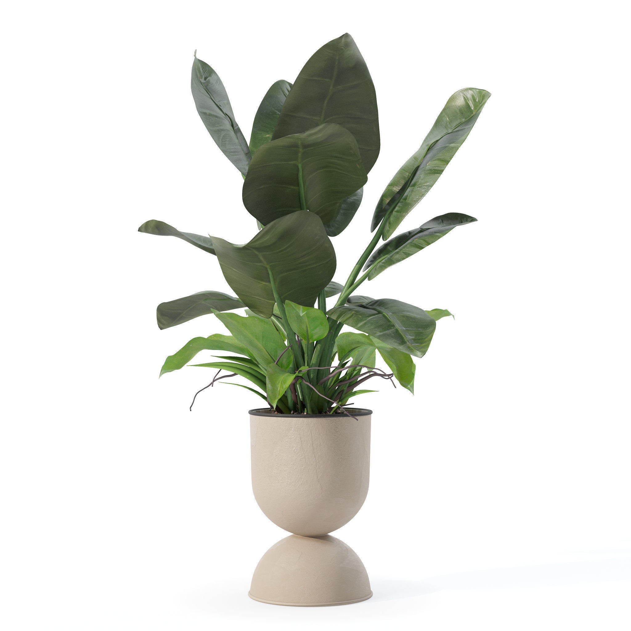 Philodendron imperial green in modern flowerpot 3D model_1