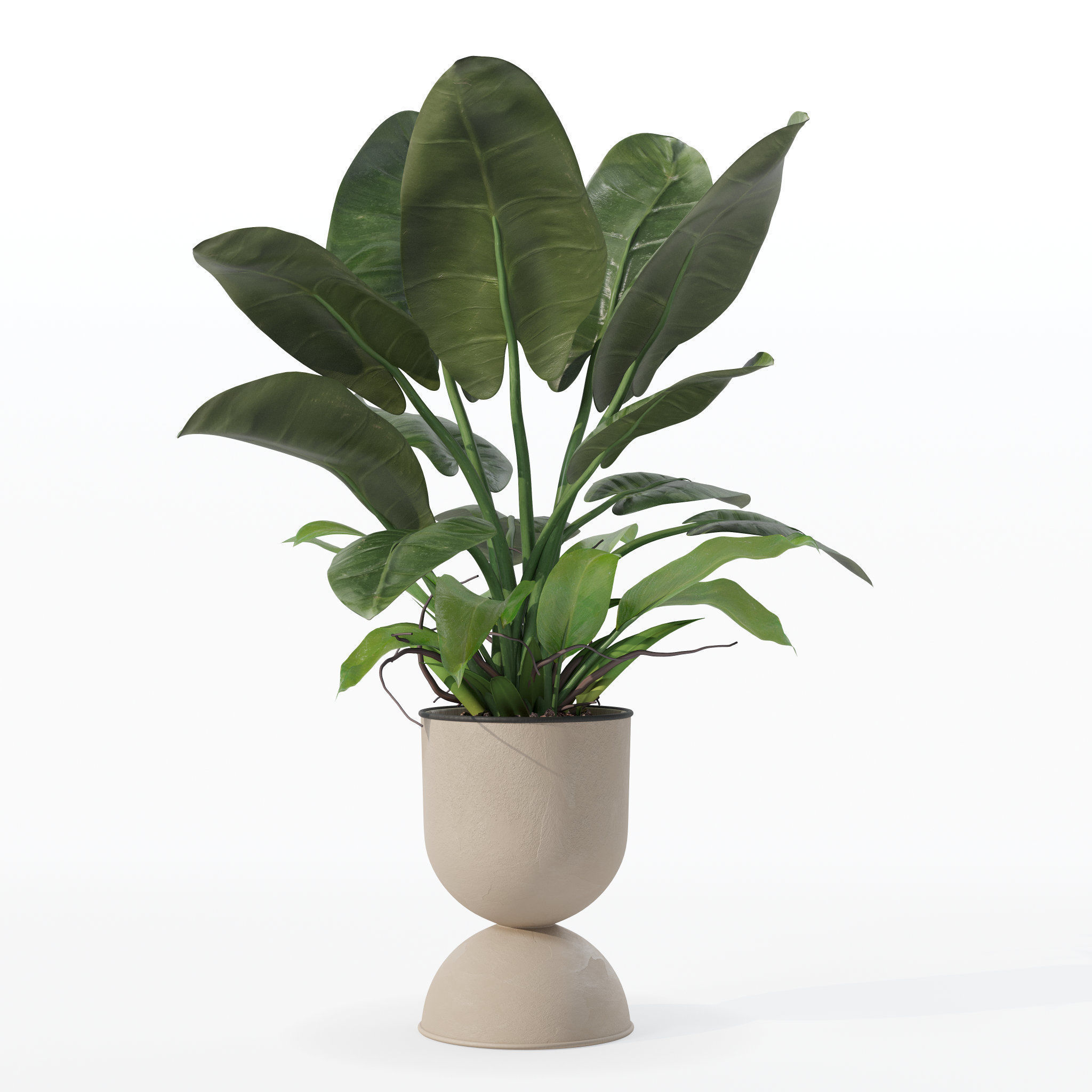 Philodendron imperial green in modern flowerpot 3D model_31