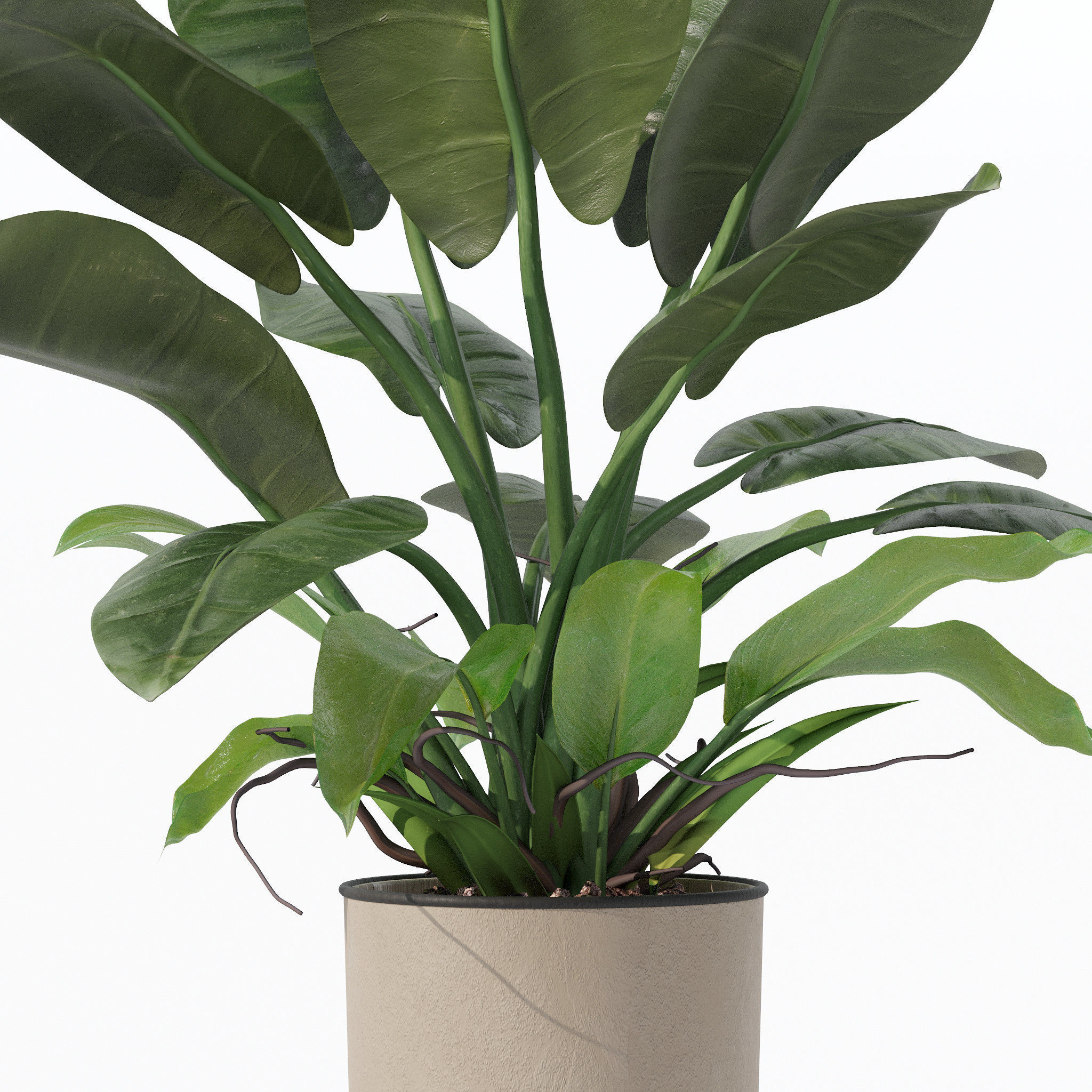 Philodendron imperial green in modern flowerpot 3D model_5