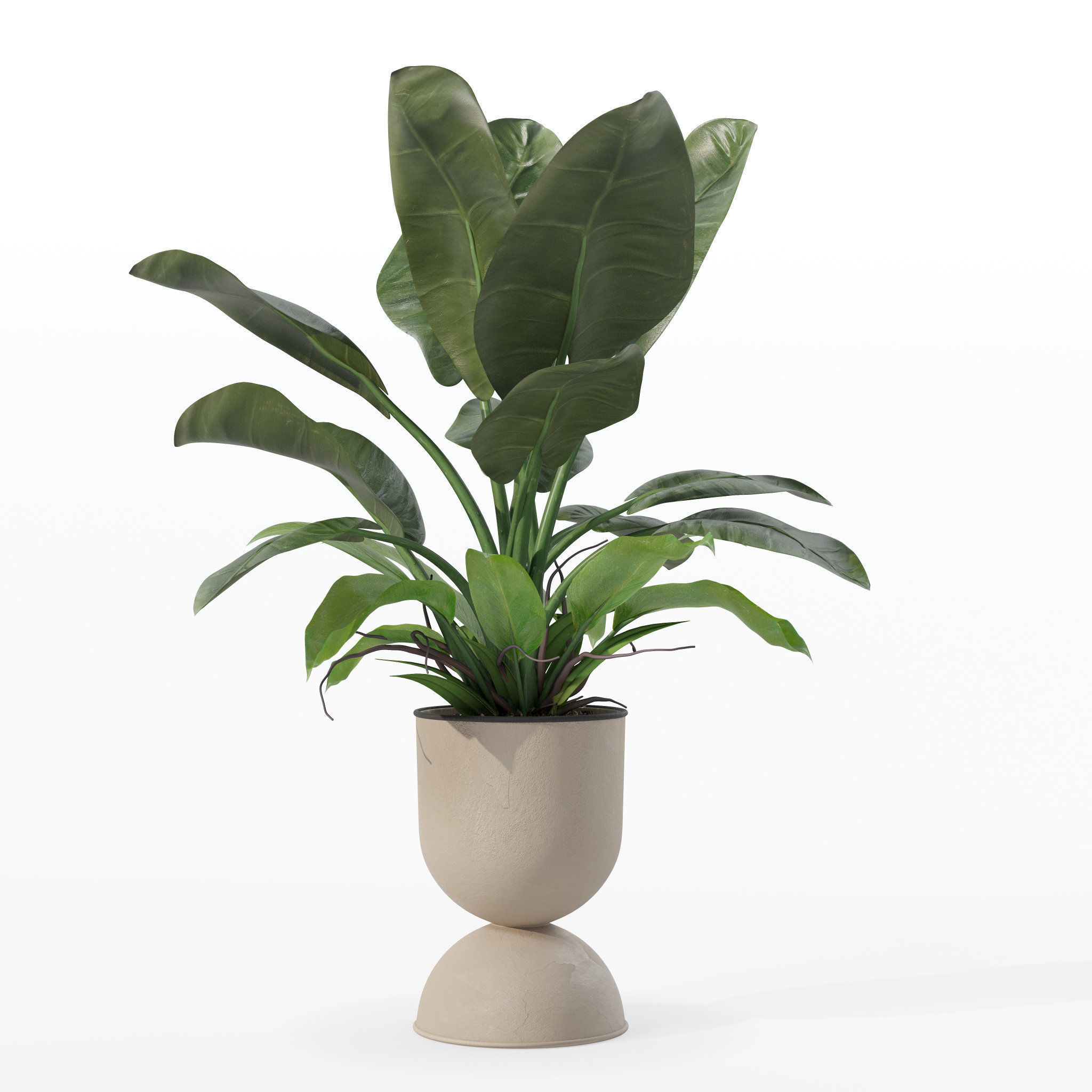 Philodendron imperial green in modern flowerpot 3D model_13