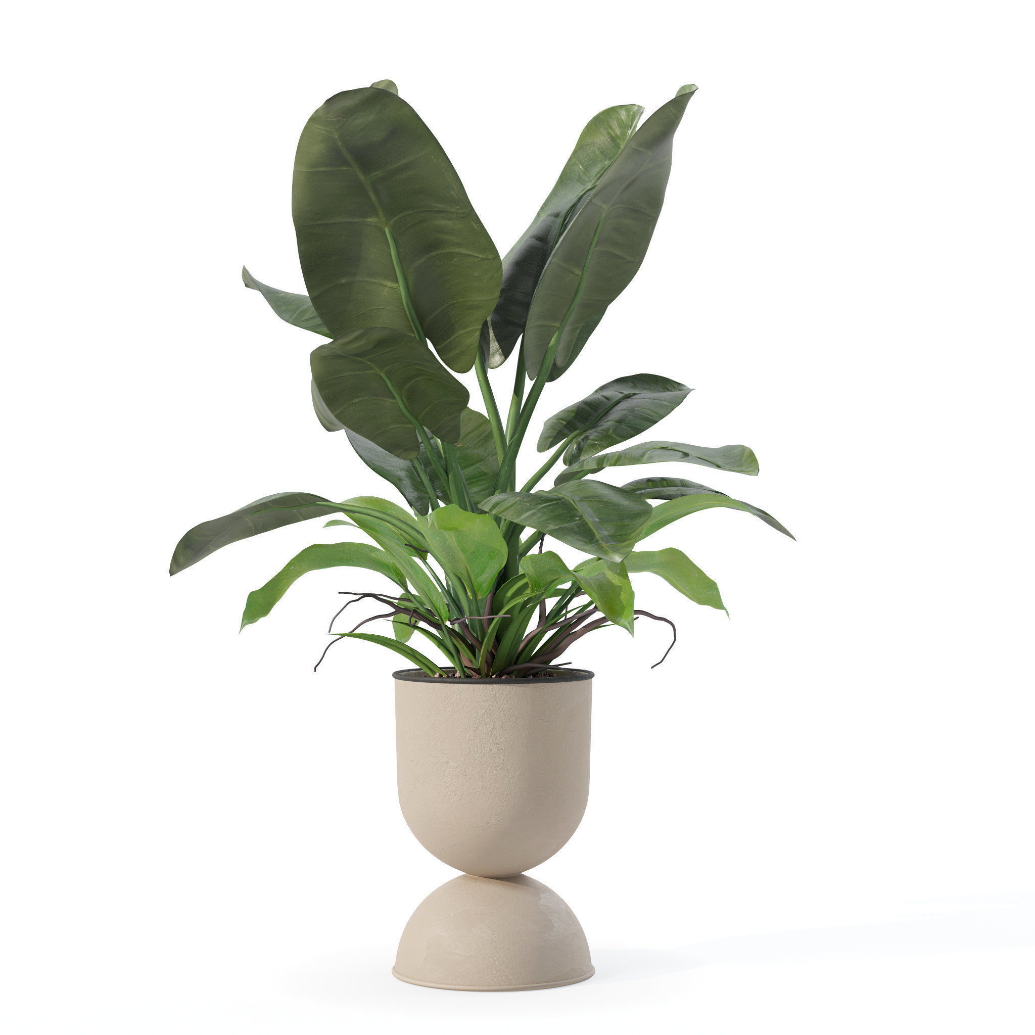 Philodendron imperial green in modern flowerpot 3D model_4