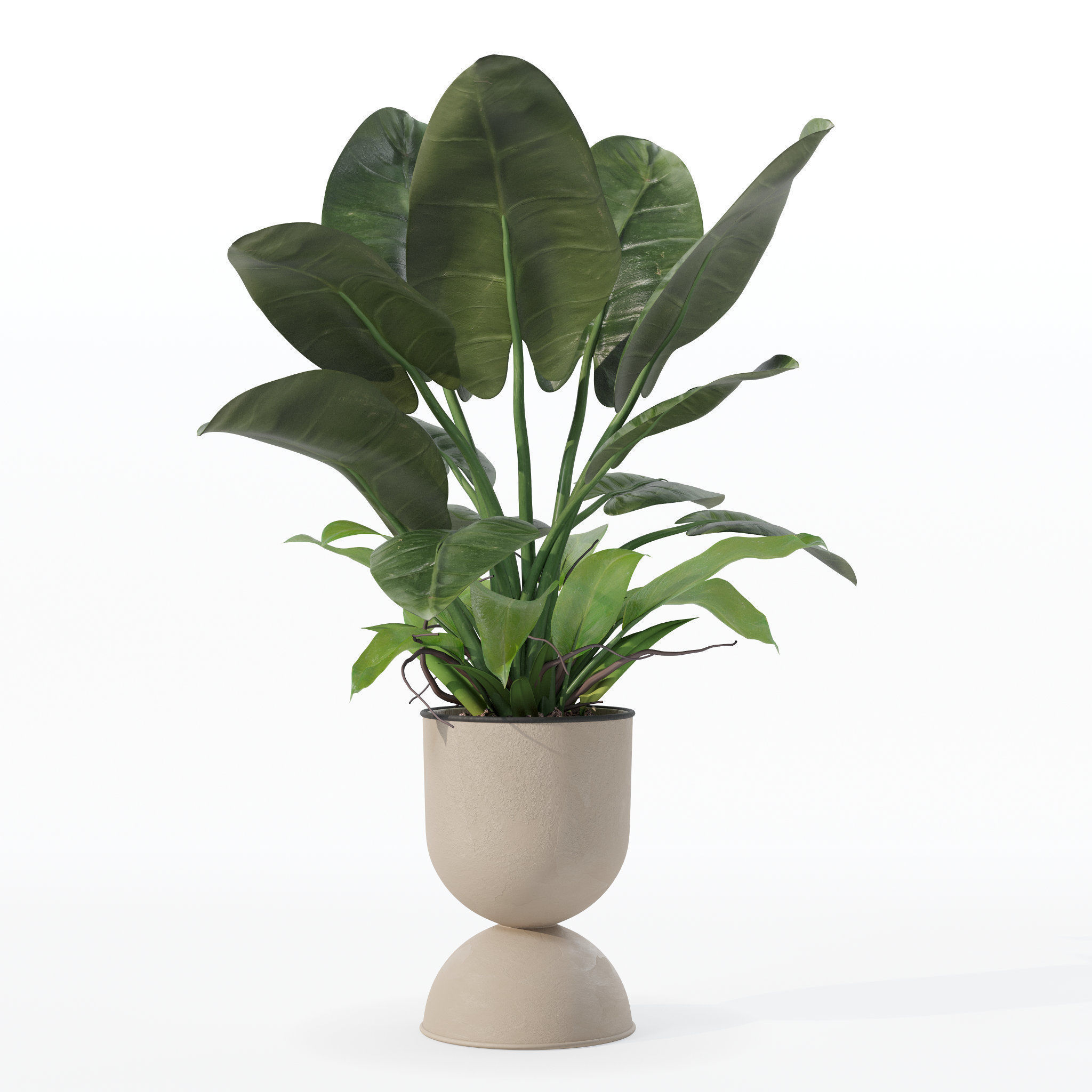Philodendron imperial green in modern flowerpot 3D model_30