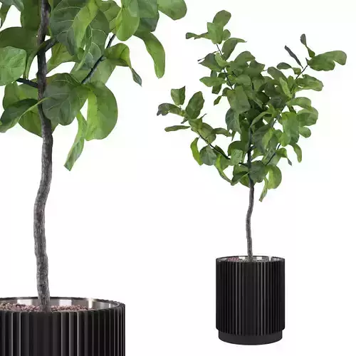 Big ficus lyrata in modern flower pot