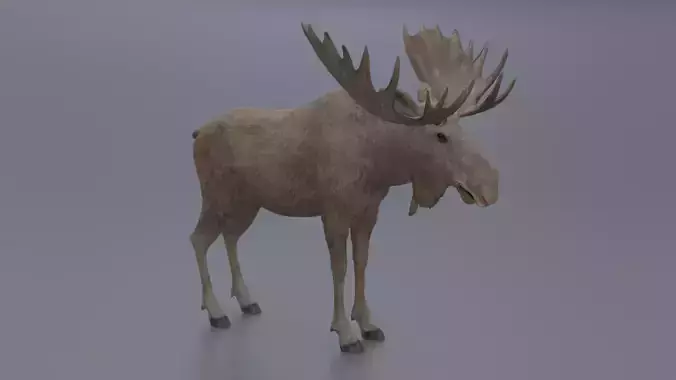 Moose Low-poly 3D model