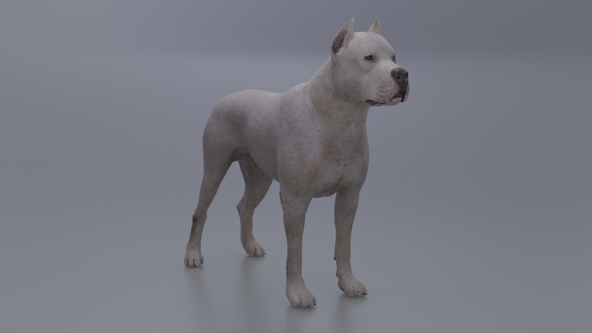Pitbull Low-poly 3D model_2