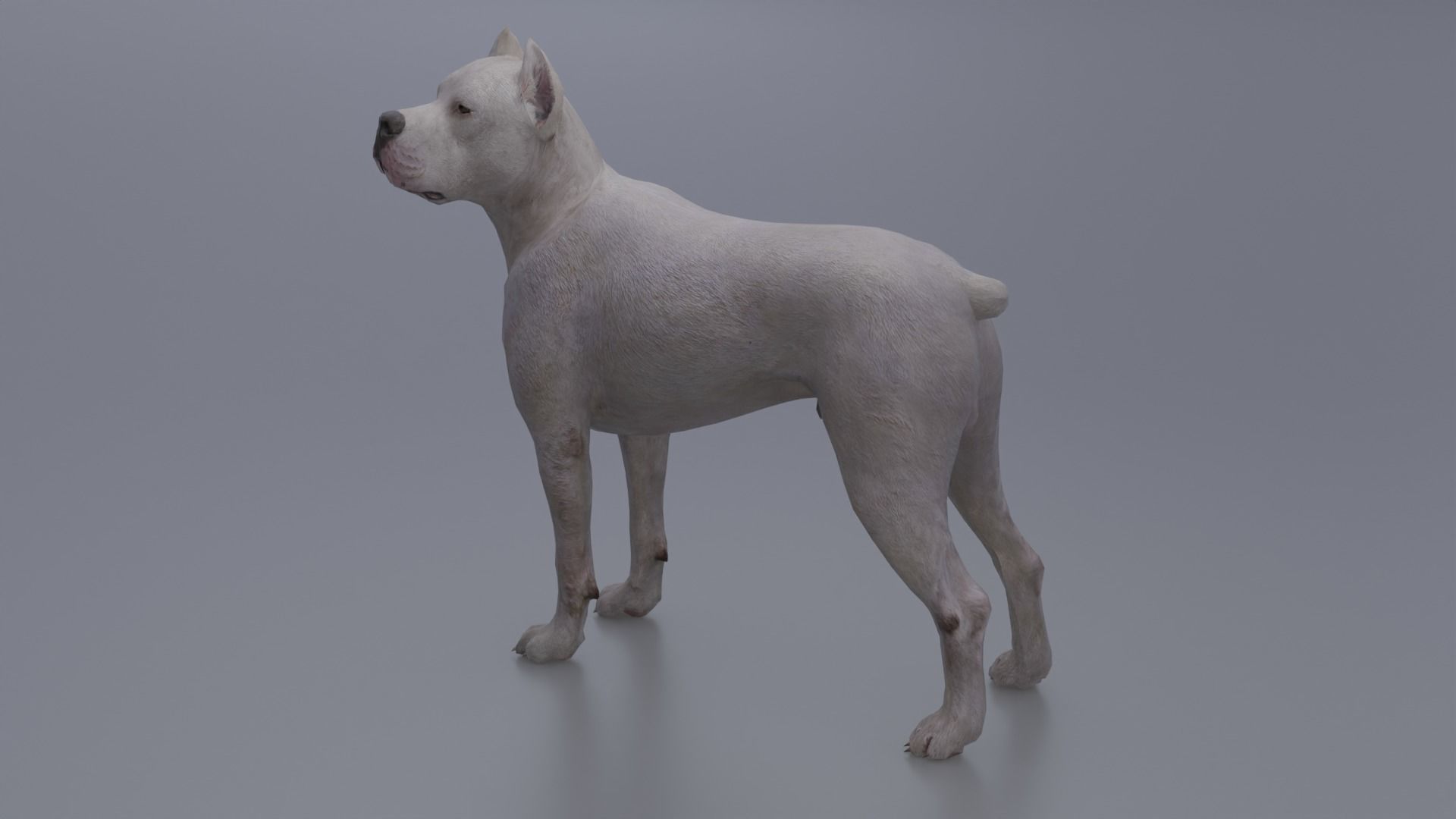 Pitbull Low-poly 3D model_4