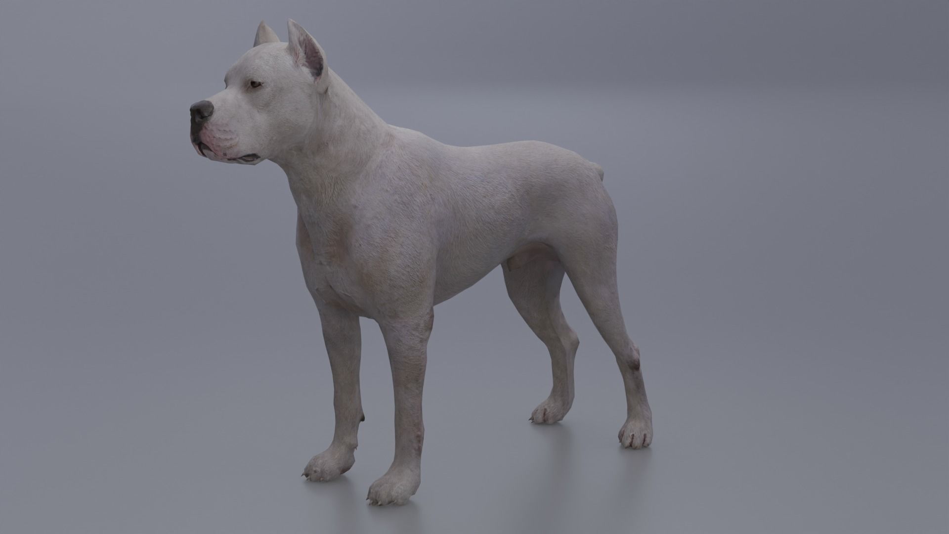 Pitbull Low-poly 3D model_17