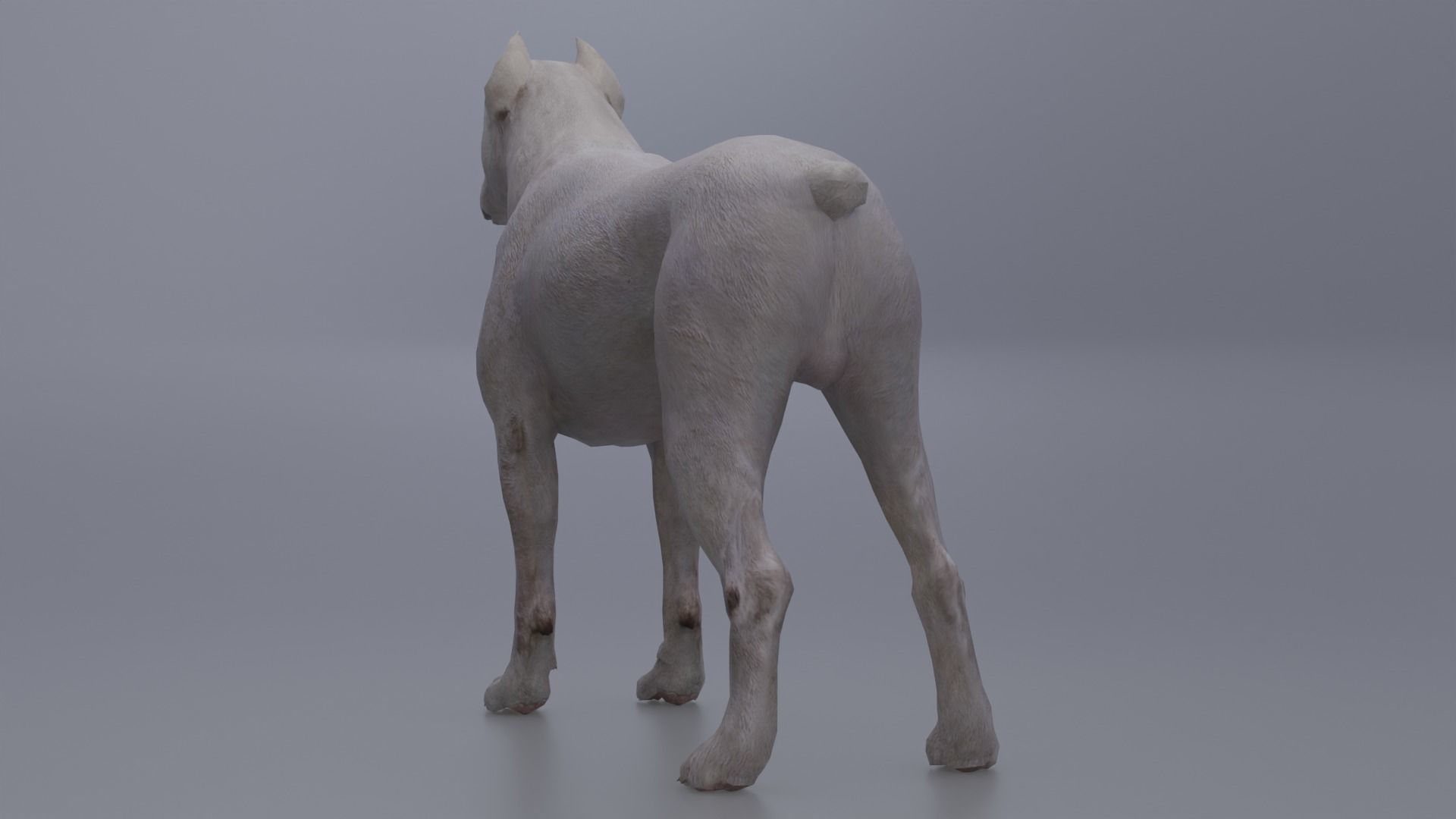 Pitbull Low-poly 3D model_6