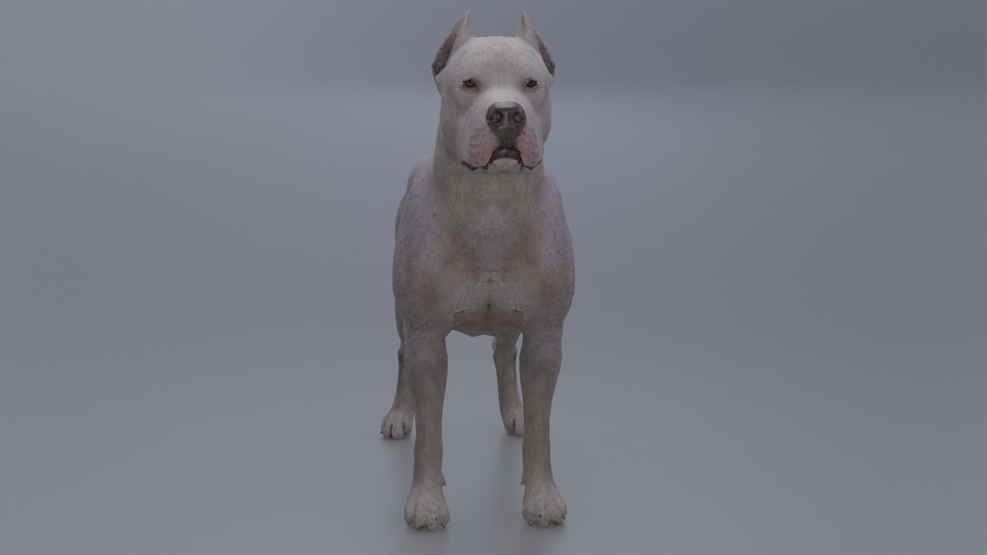 Pitbull Low-poly 3D model_16