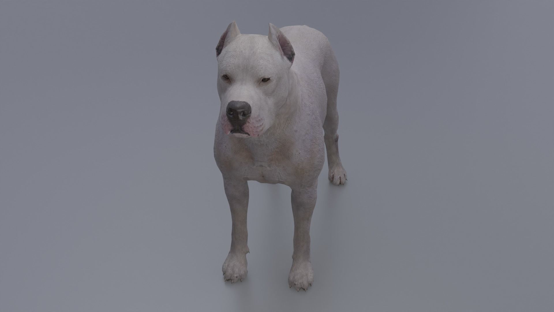 Pitbull Low-poly 3D model_14