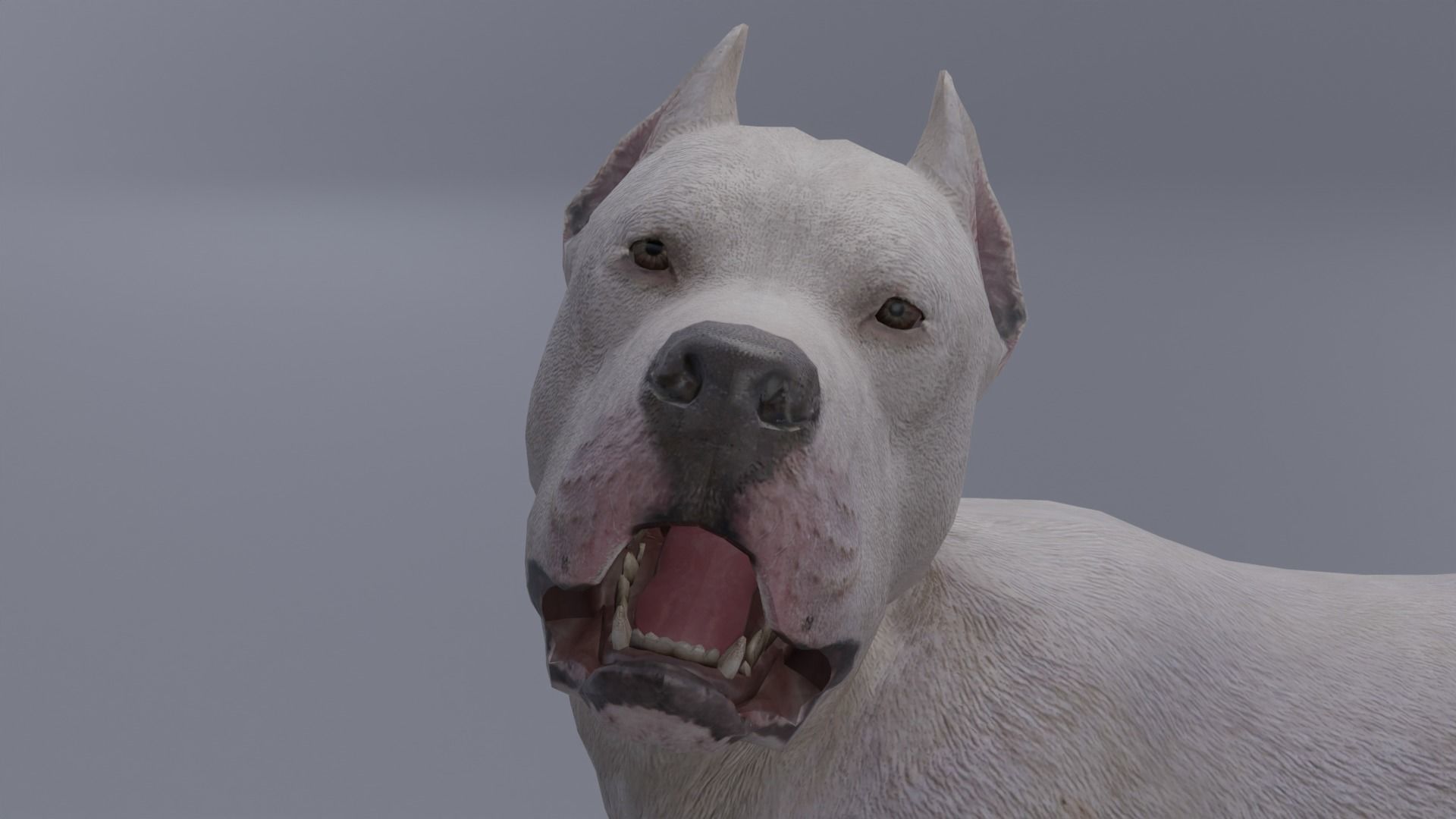 Pitbull Low-poly 3D model_12