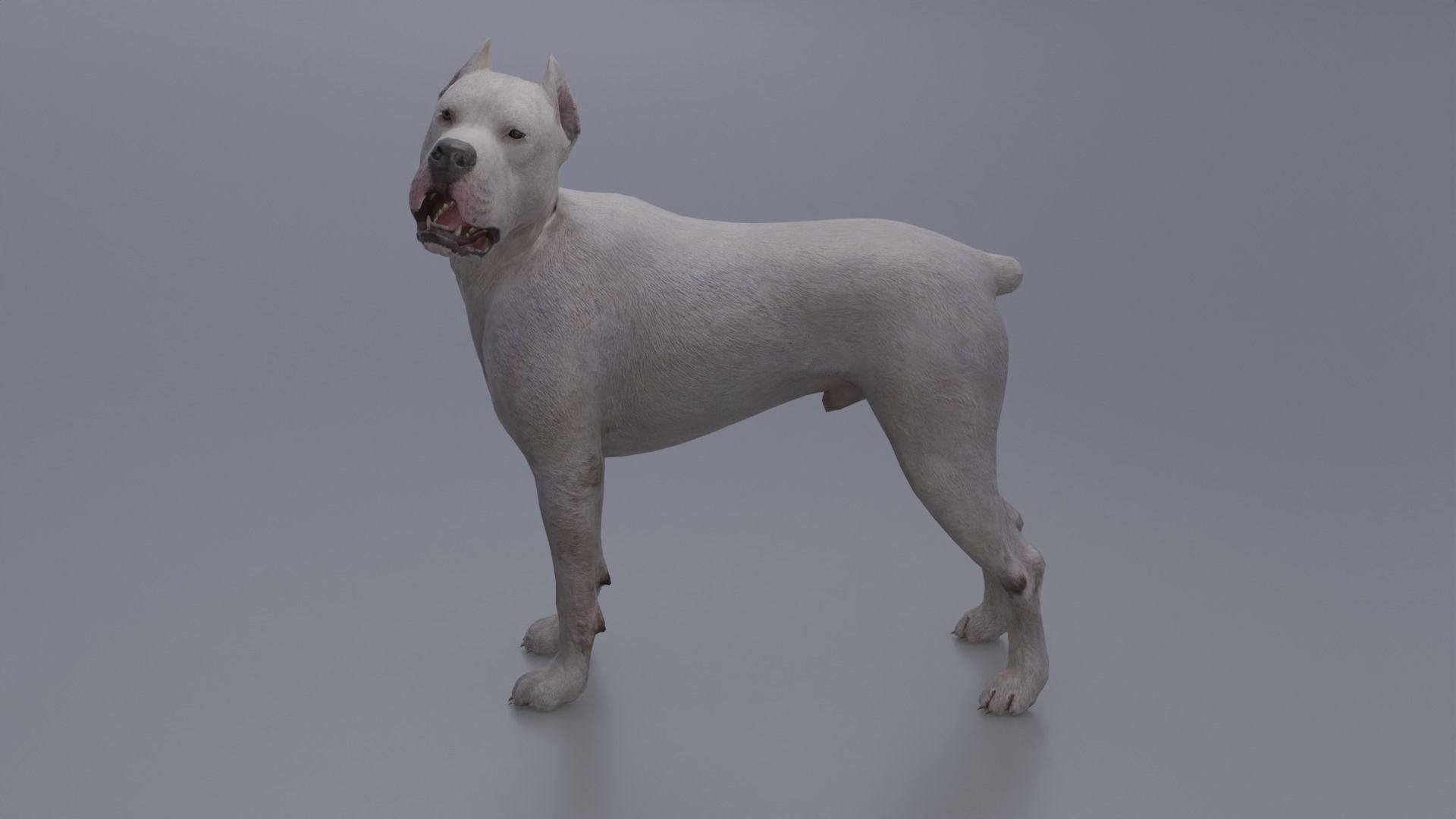 Pitbull Low-poly 3D model_3