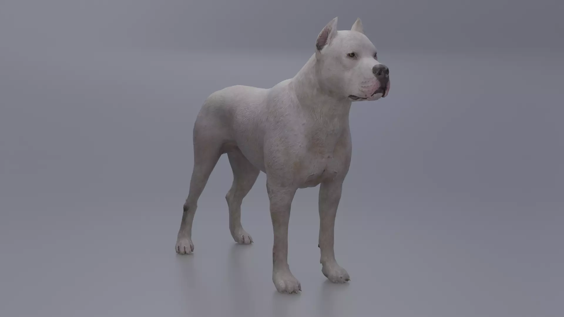 Pitbull Low-poly 3D model_0