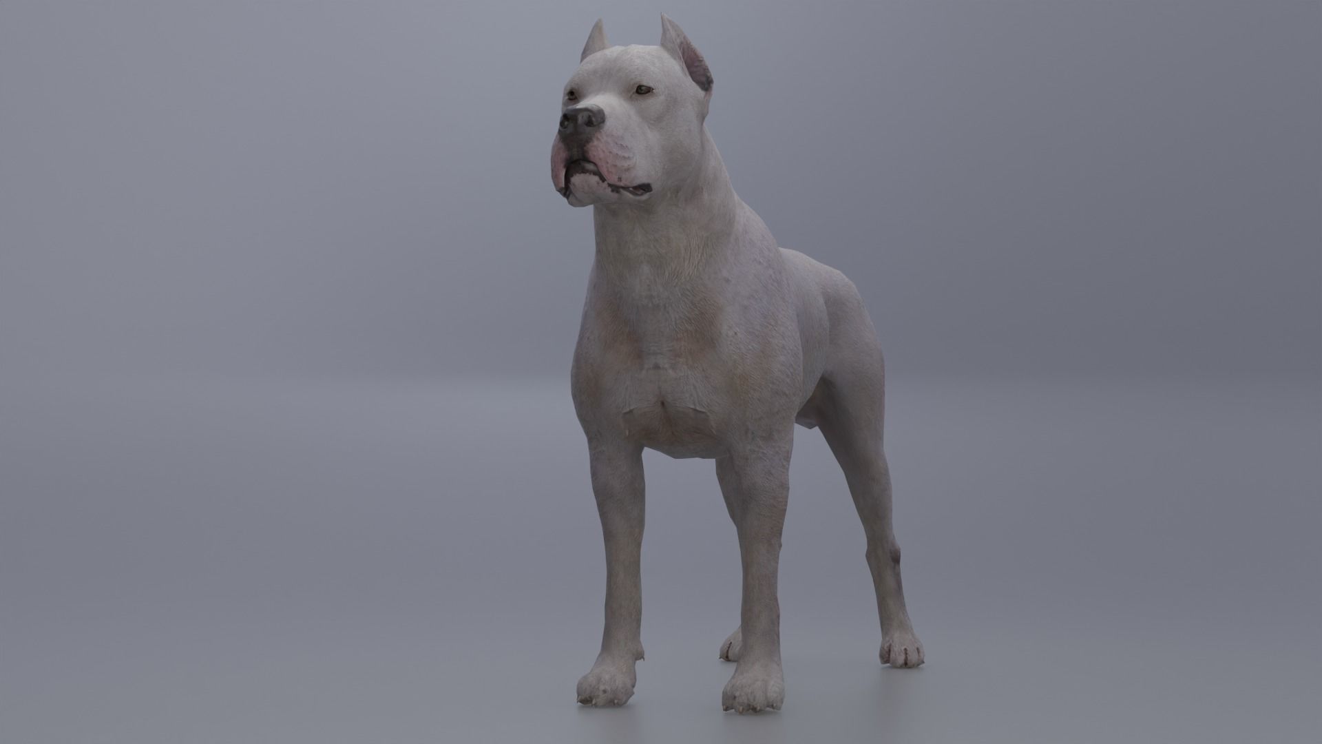 Pitbull Low-poly 3D model_11