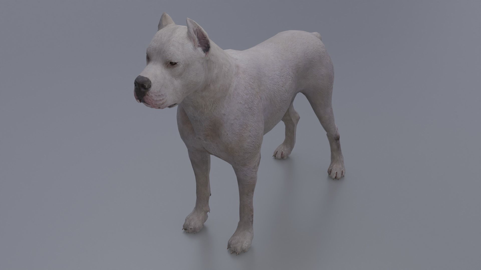 Pitbull Low-poly 3D model_15