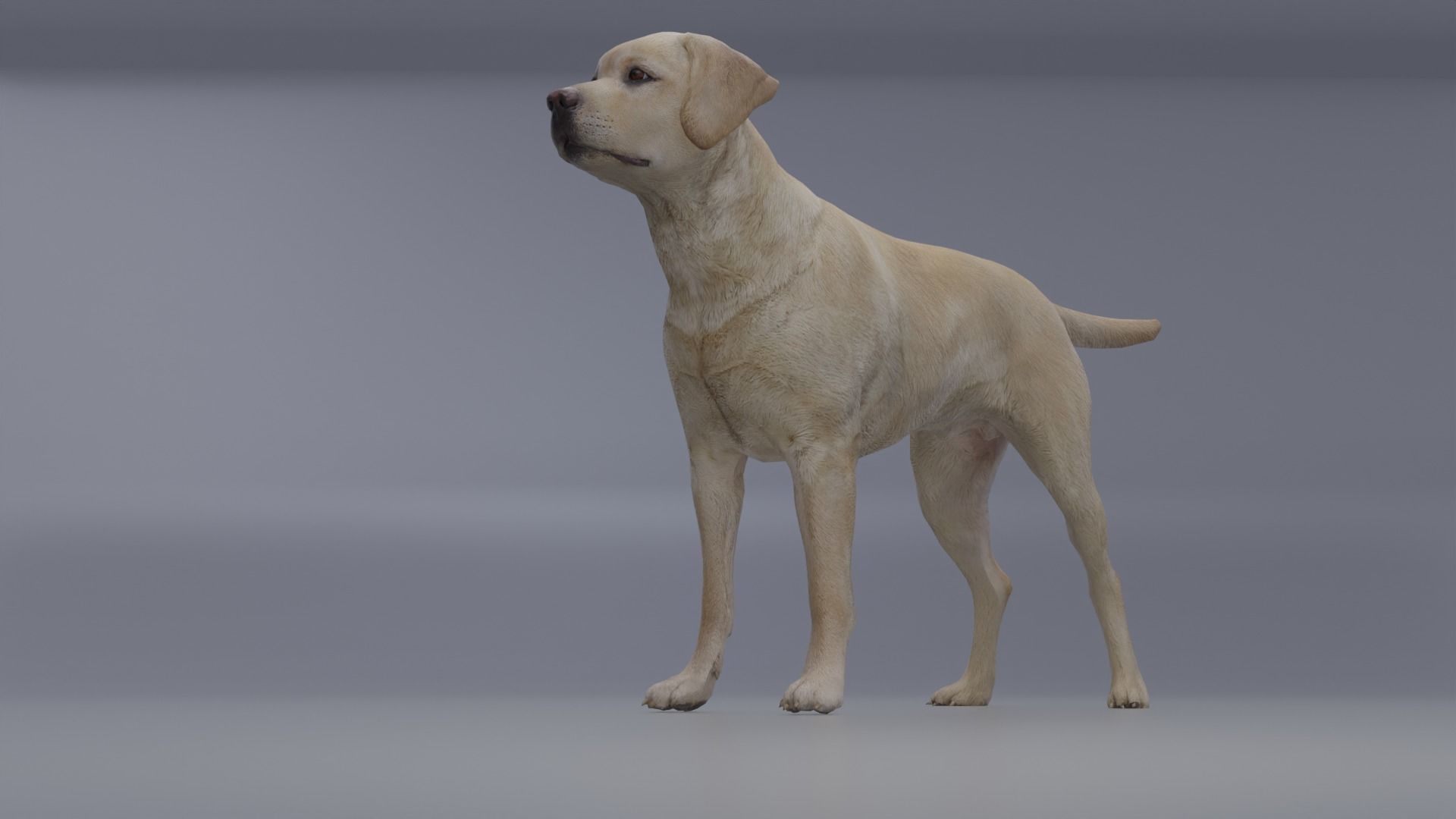 Domestic Dog Low-poly 3D model_6