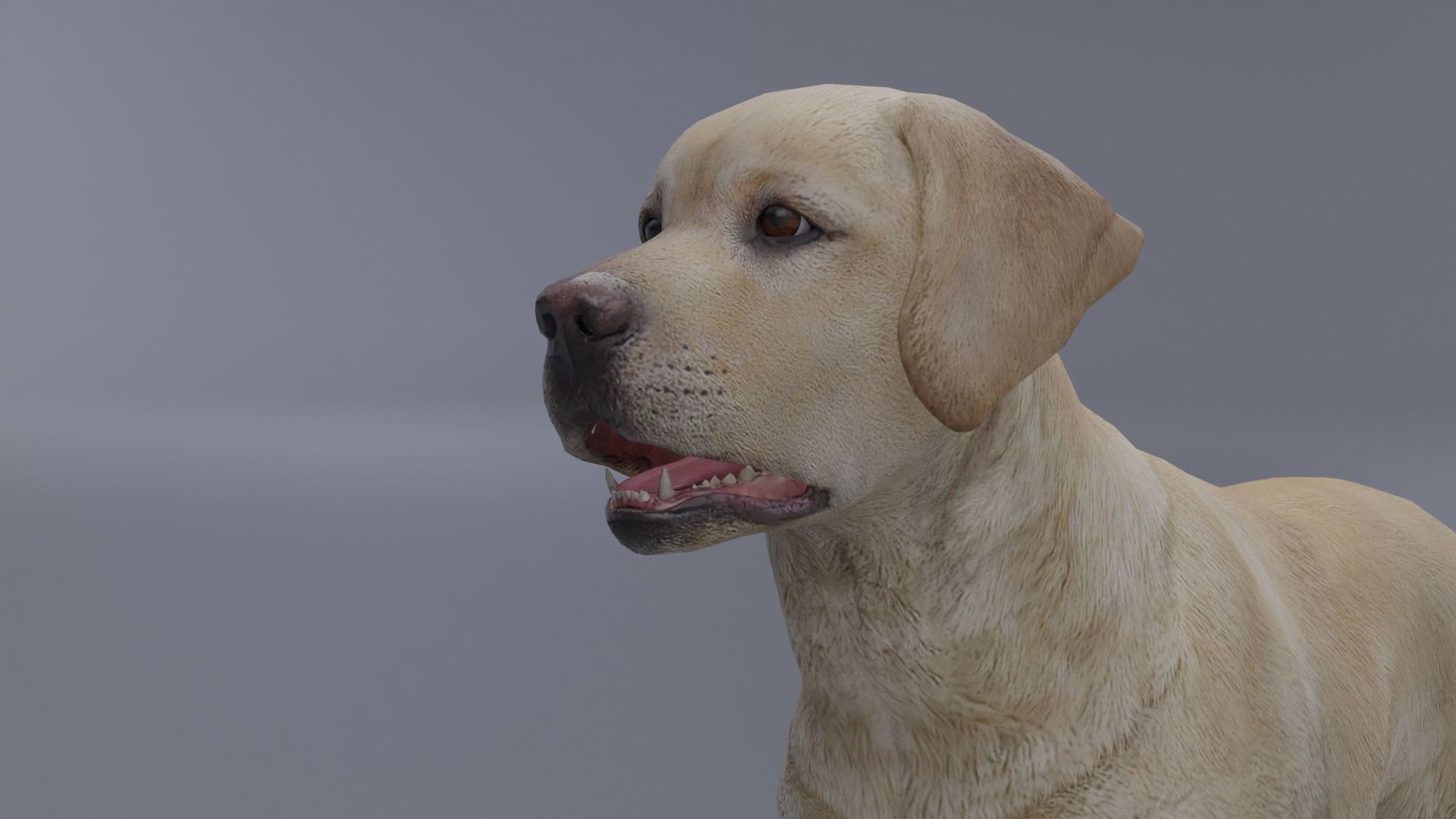 Domestic Dog Low-poly 3D model_8