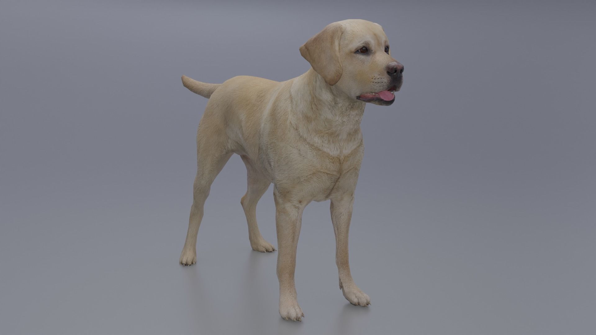 Domestic Dog Low-poly 3D model_2