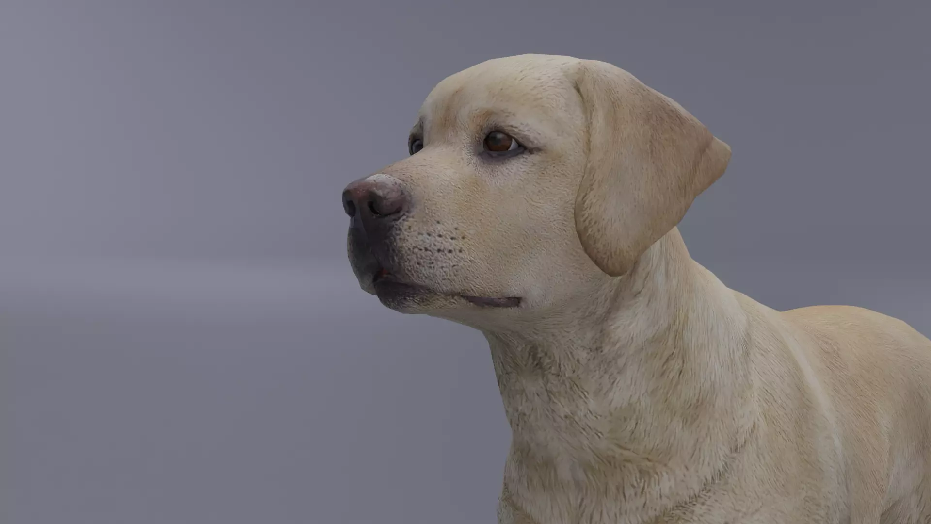 Domestic Dog Low-poly 3D model_0