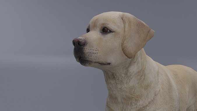 Domestic Dog Low-poly 3D model
