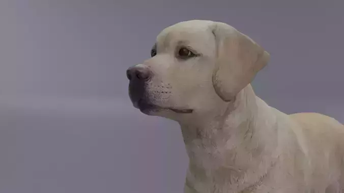 Domestic Dog Low-poly 3D model