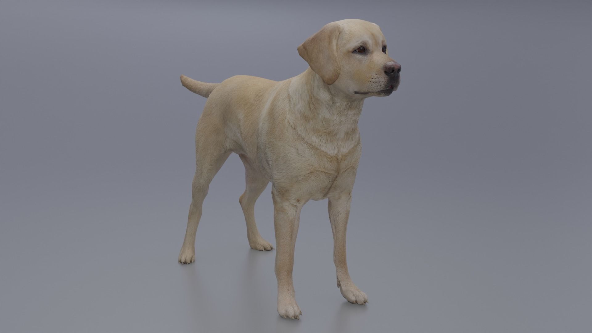 Domestic Dog Low-poly 3D model_1