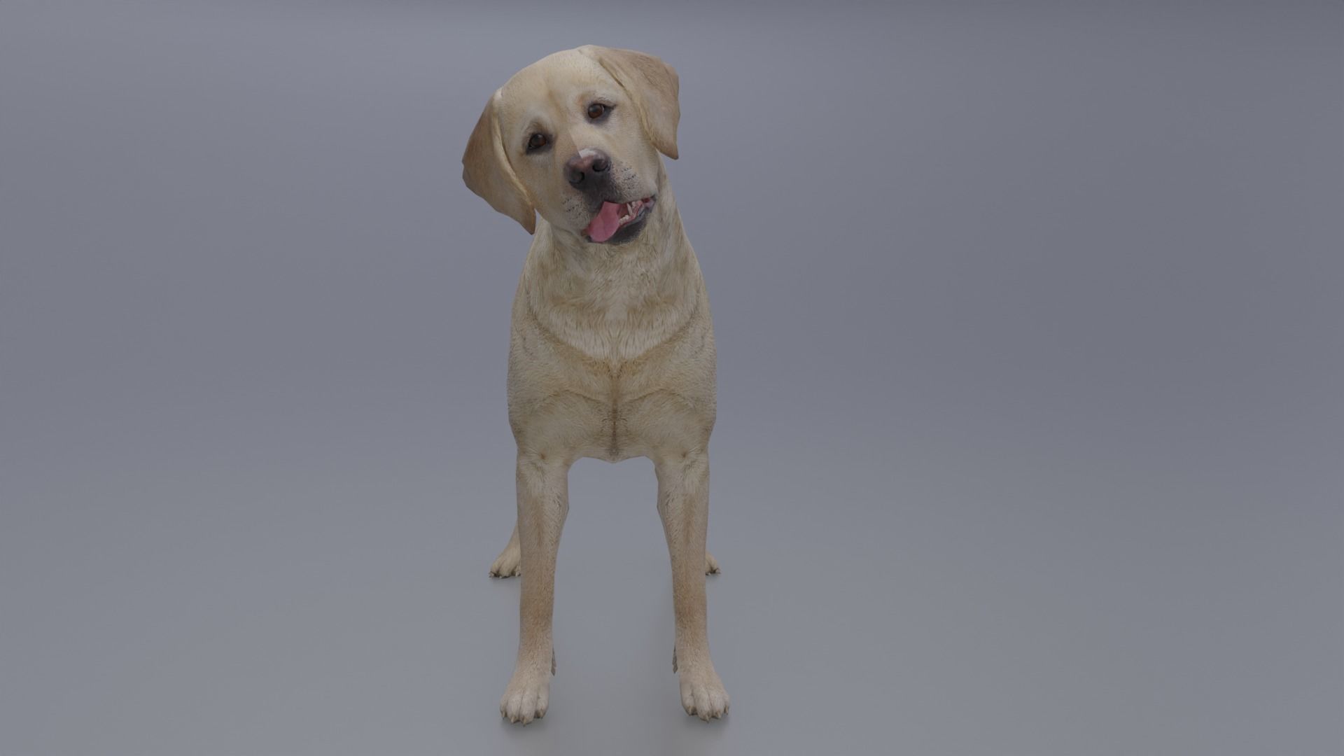 Domestic Dog Low-poly 3D model_3