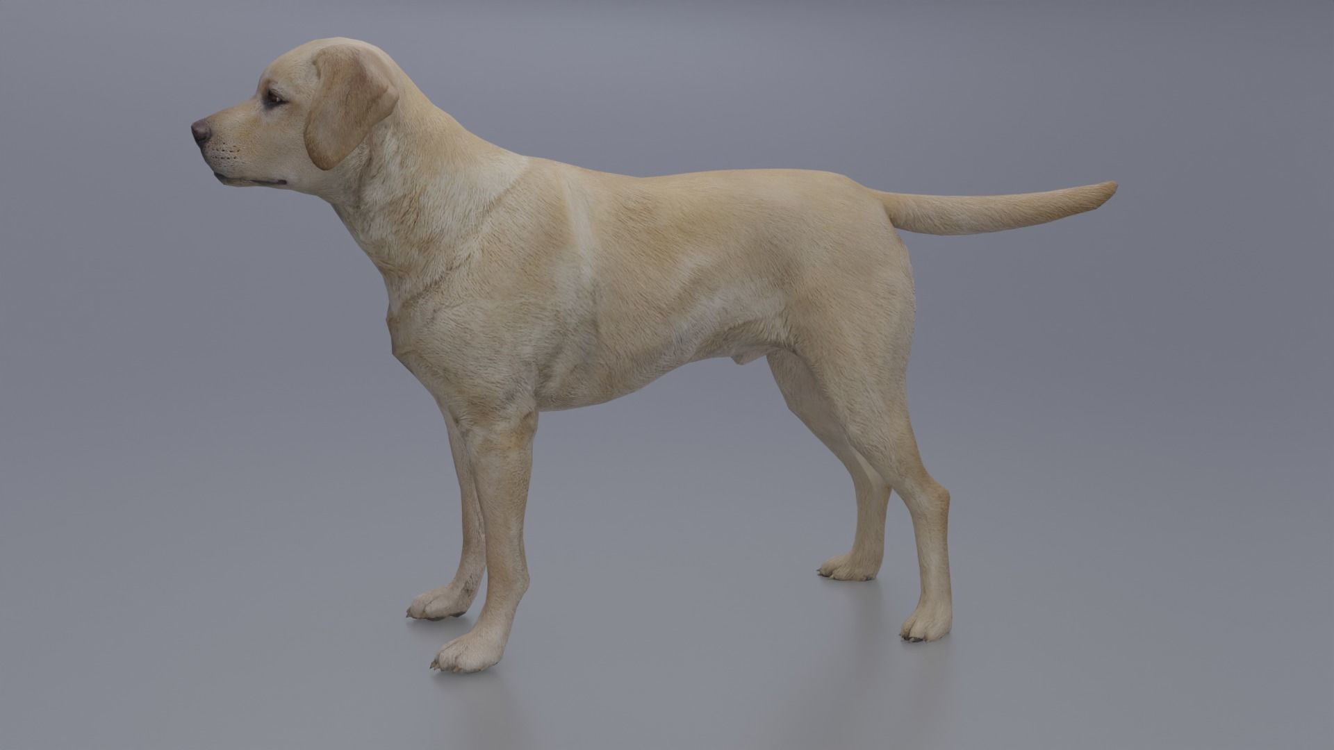 Domestic Dog Low-poly 3D model_4