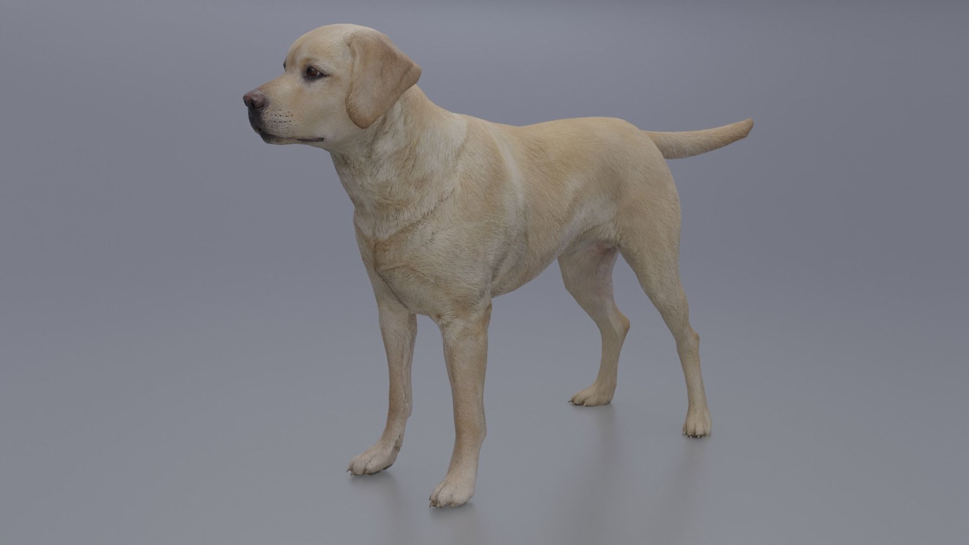 Domestic Dog Low-poly 3D model_5