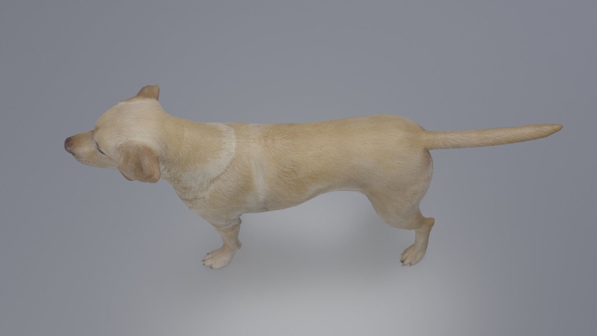 Domestic Dog Low-poly 3D model_7