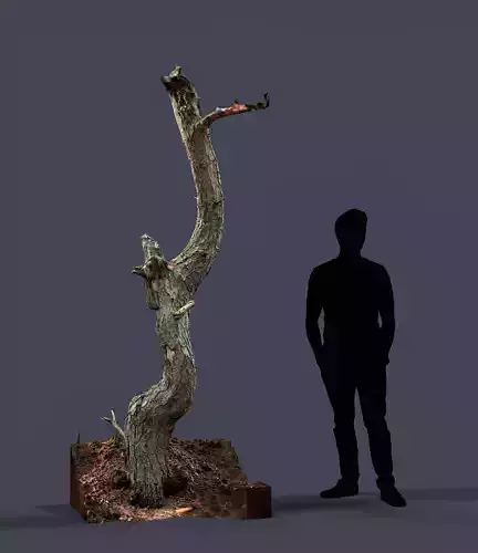 Karelian Pine 01 Raw Scan